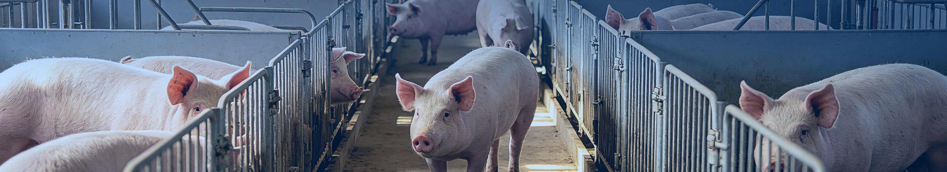 养殖防疫冷库